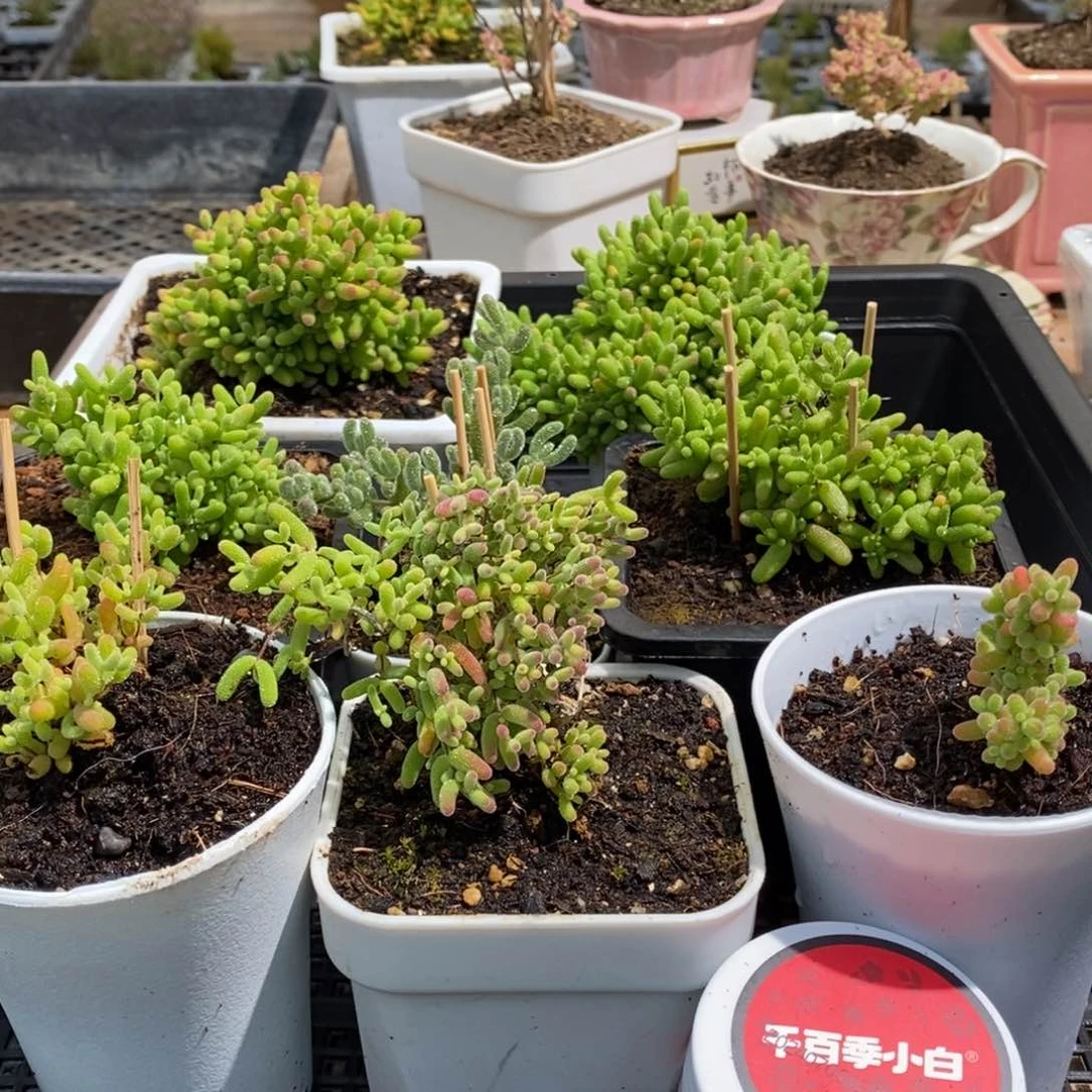 枝干番杏多肉植物221