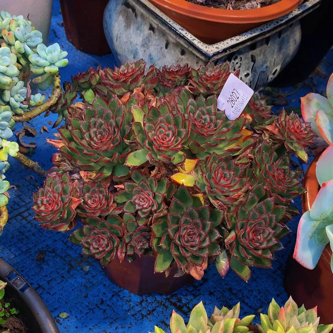 小***y   萤火虫多肉28027