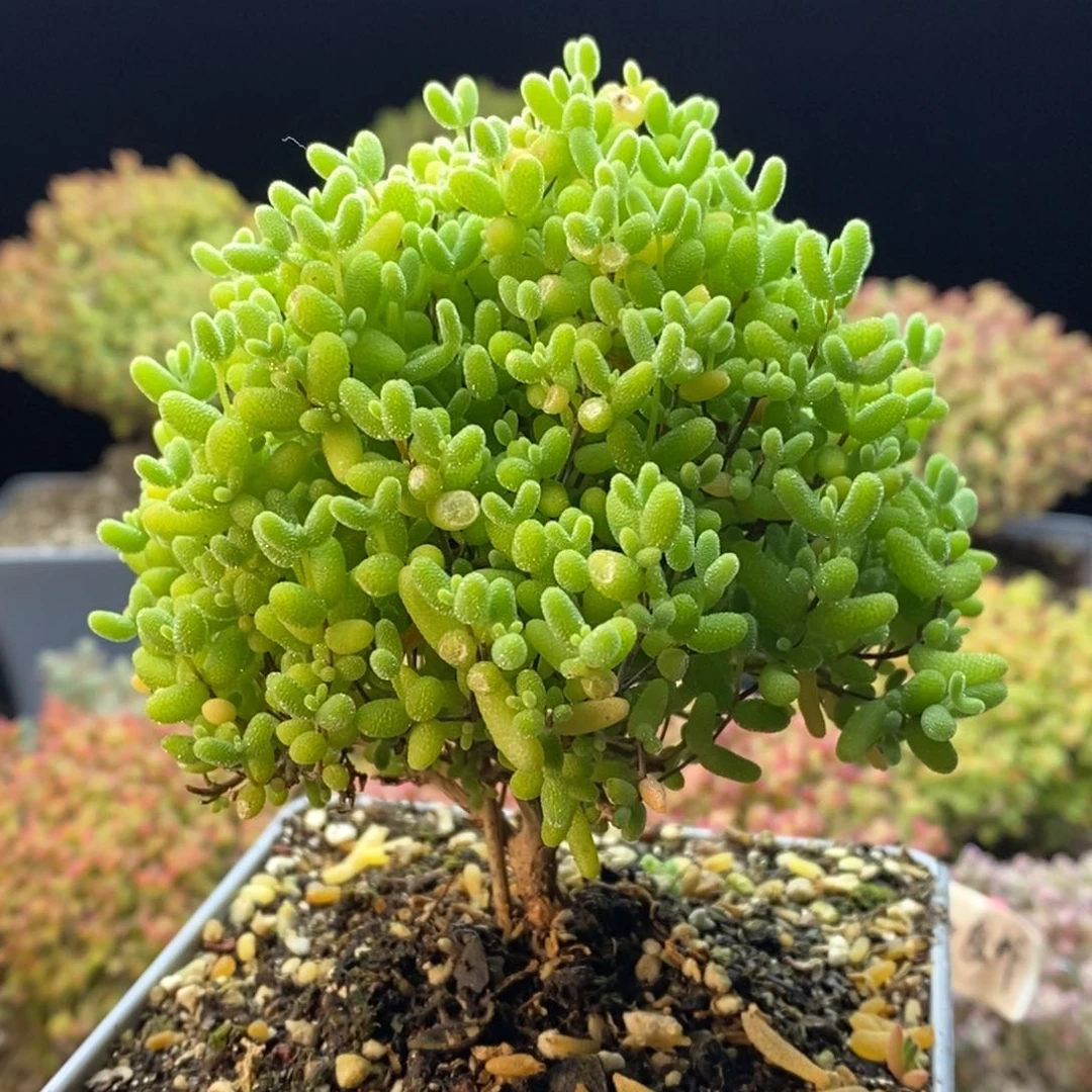 239蜜橘糖球。