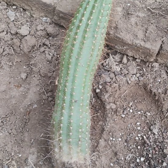 仙人球毛花柱杏光辉带根高度30公分以上