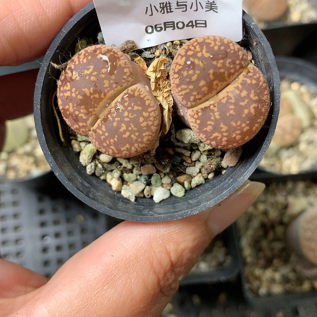 E463多肉植物保护研究所