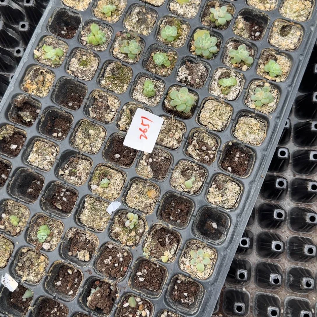 2651 一半托满20包邮