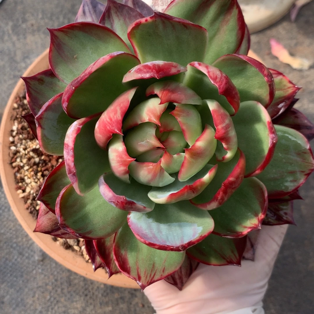 1625号多肉植物惊鸿15