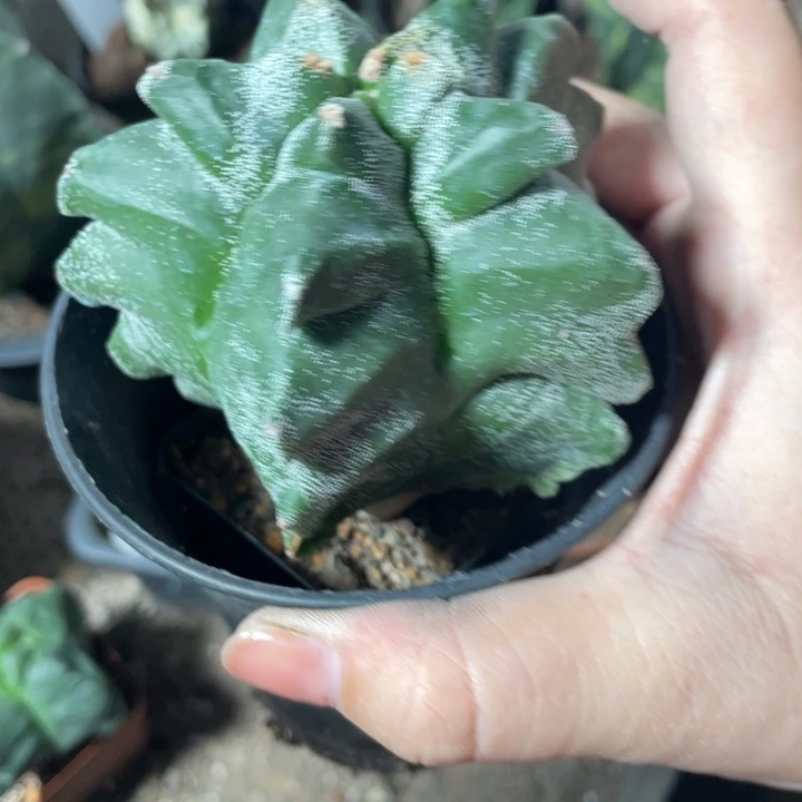 真***彩实生角油鸾凤玉脱土发
