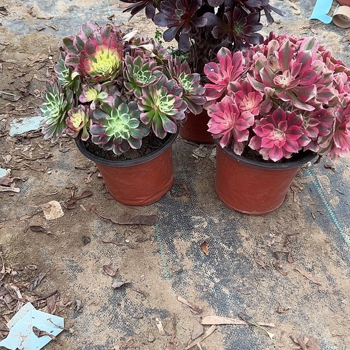 不包侧枝一物一拍22