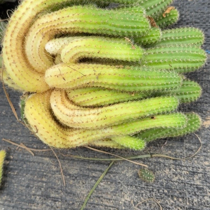 白檀仙人掌群生一群89
