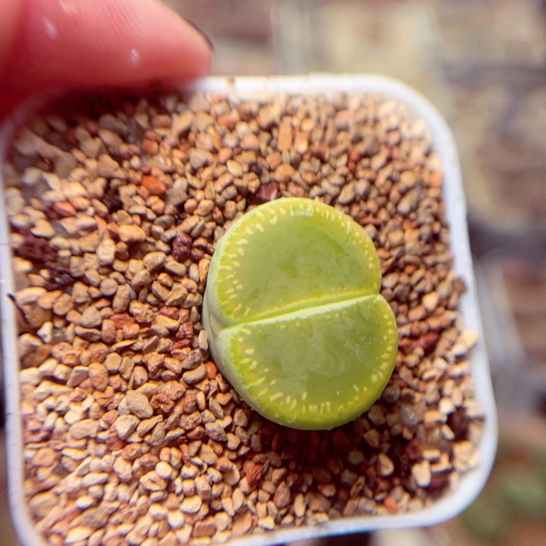 246号带盆盆包邮发货