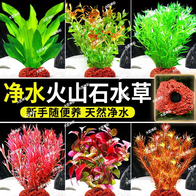火山石水草植物鱼缸造景真草水培蜈松草水榕阴性绿菊净化水质套餐