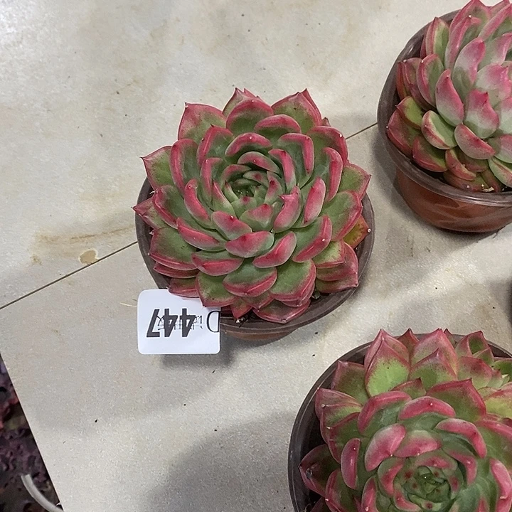 杨***舞447佛罗多肉植物多肉