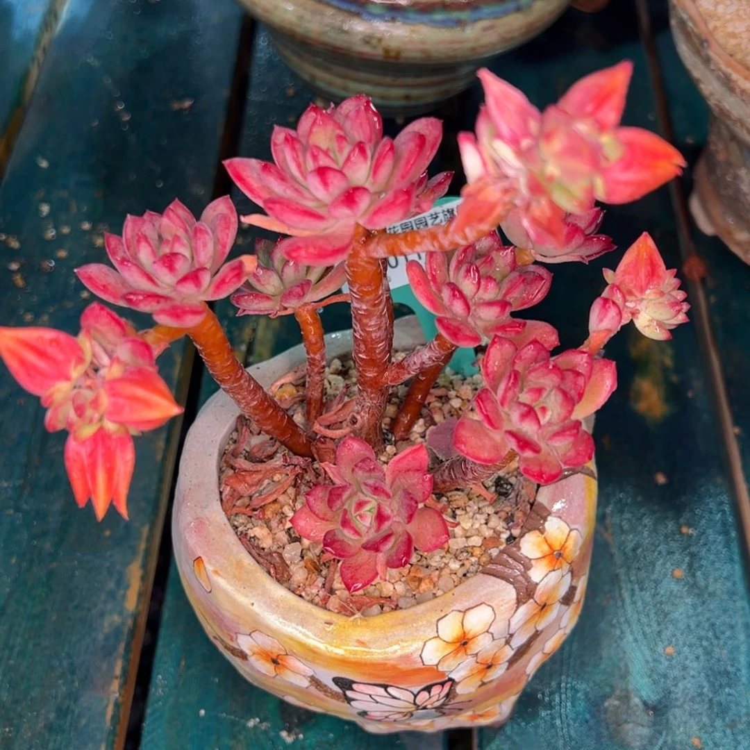 从前慢多肉精选编号0115.247