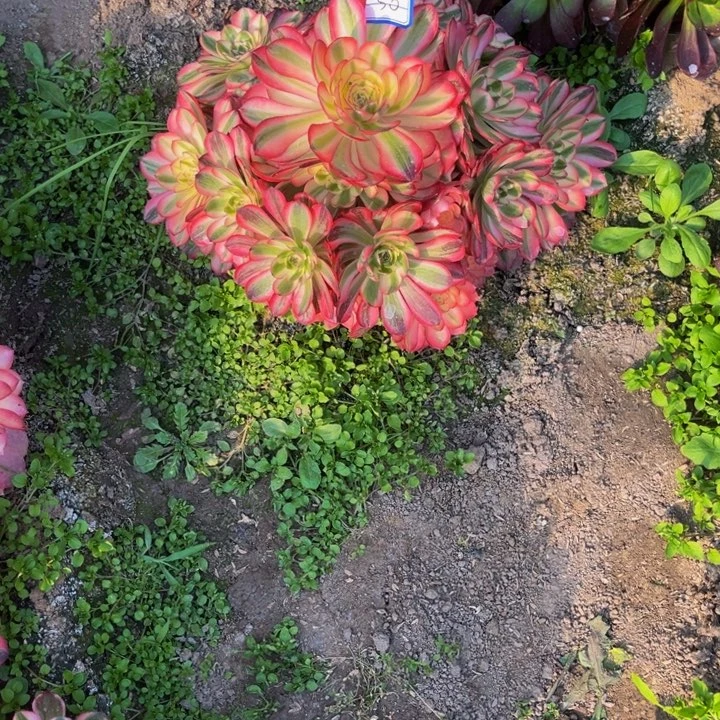 溪*吖倾城多肉植物法师
