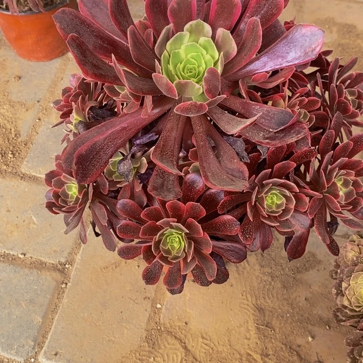 18006号婚纱法师