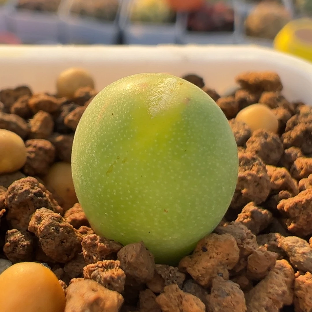 119多肉植物百科马奶葡萄