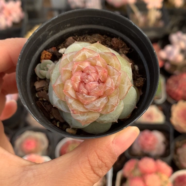 精控甜心单头多肉