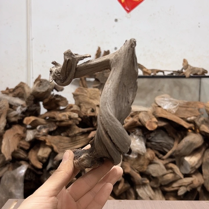 柏木林*大我们都是好孩子呀我也是
