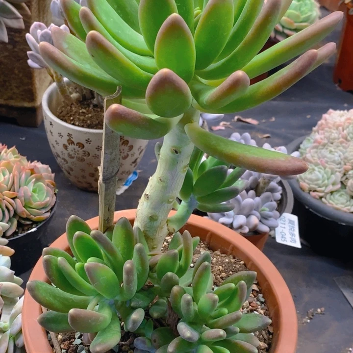 夏悦多肉0211-63金蟾