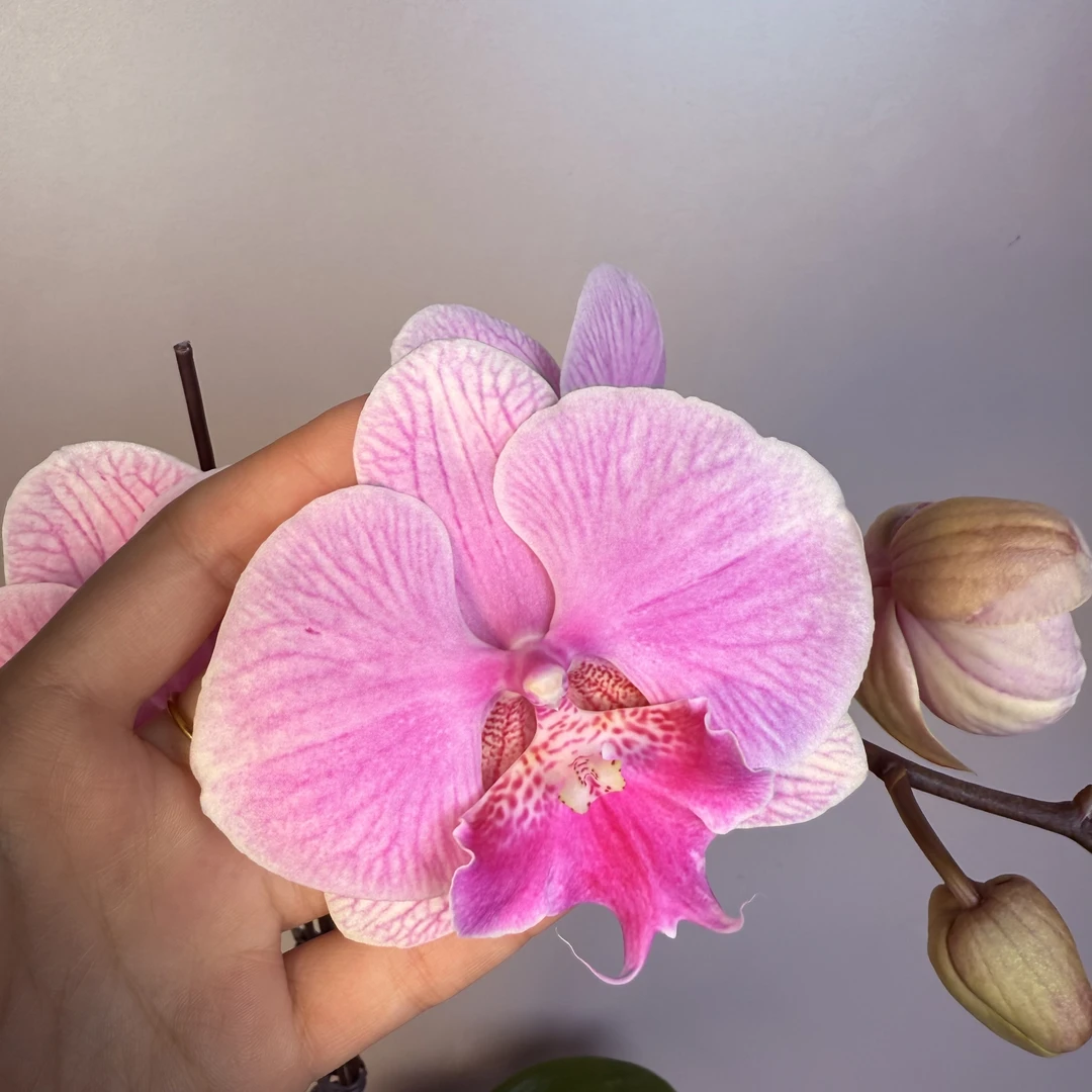 《明兰基地》蝴蝶兰（美人鱼）带花带花苞发货