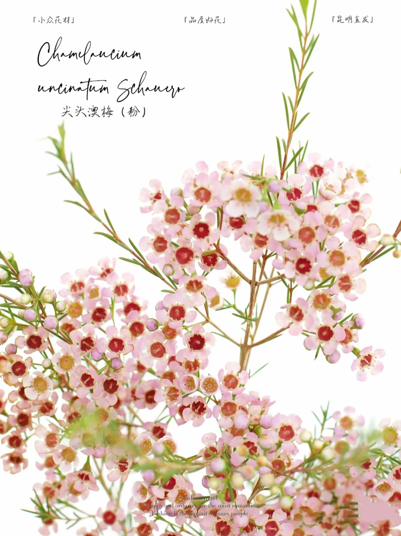 【挚简】高品质鲜花【腊梅】