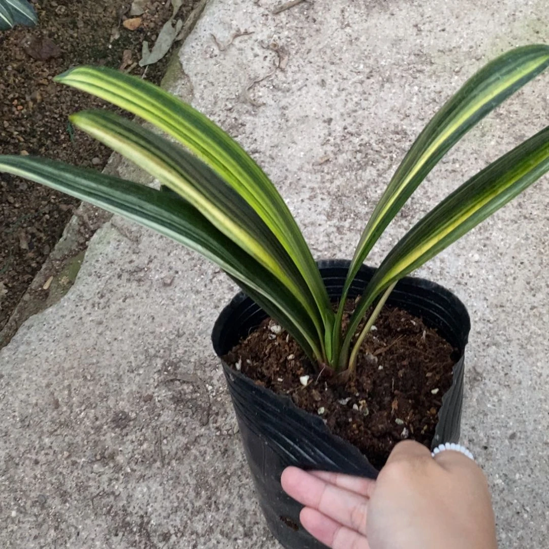 当前无花栽培后可以开花