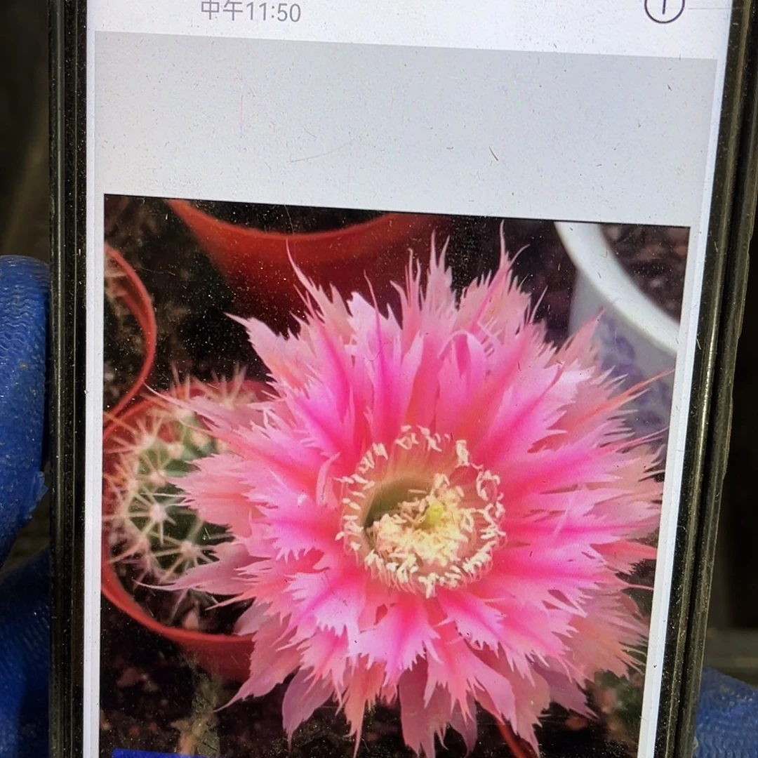 凤羽24号 侧芽歪5公分左右满18包邮