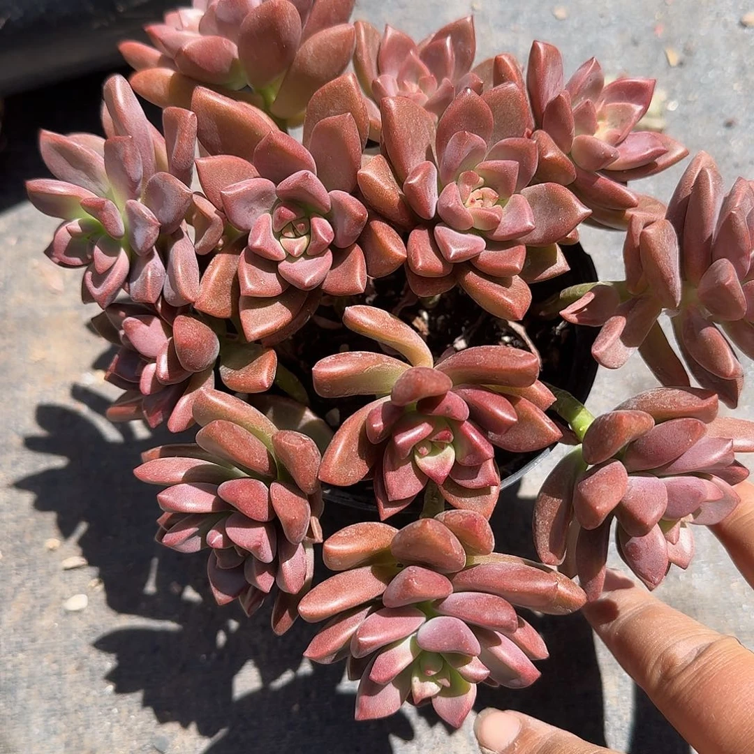 姬胧月多肉植物精品