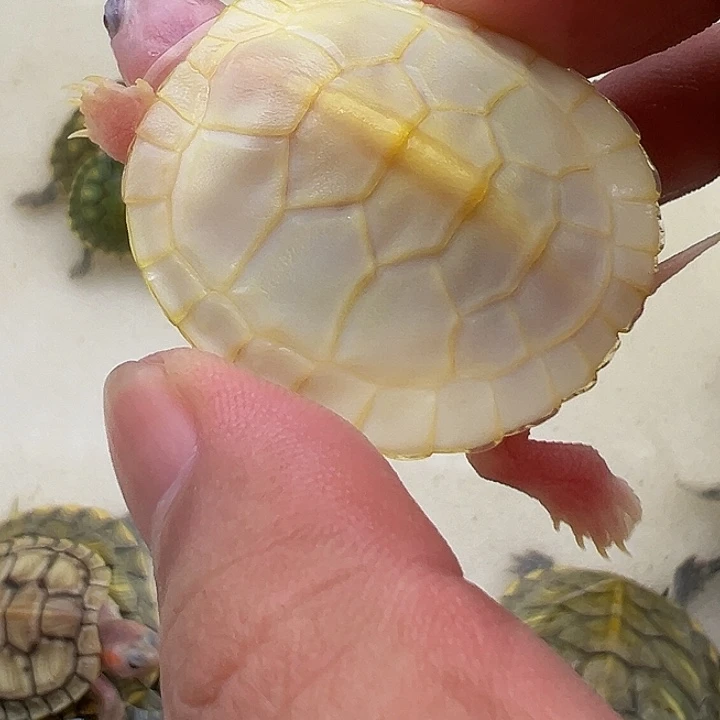 绿毛龟母巴西索隆