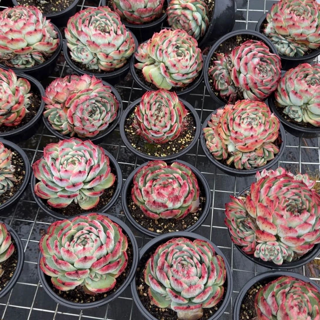 无花朵反祖惊鸿带崽