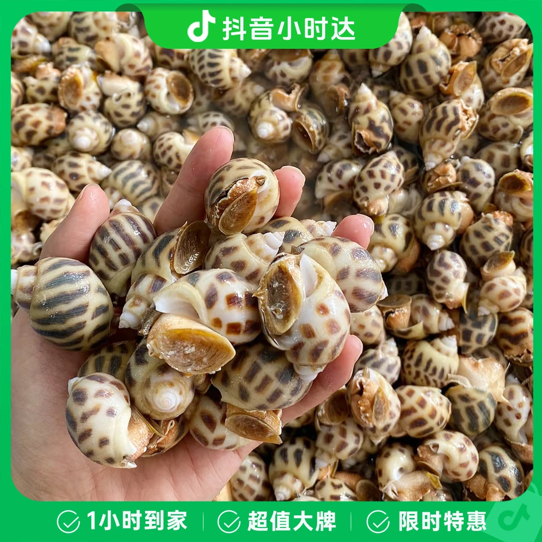 【鲜活】花螺250克半斤/份