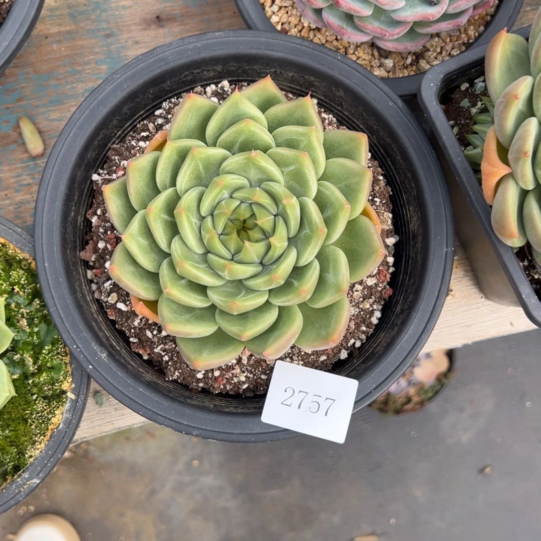 不****调2757肉肉肉肉肉肉肉