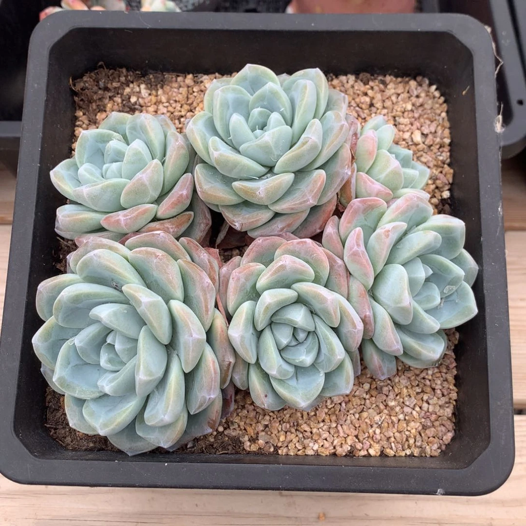 452六头冰玉多肉一颗15厘米