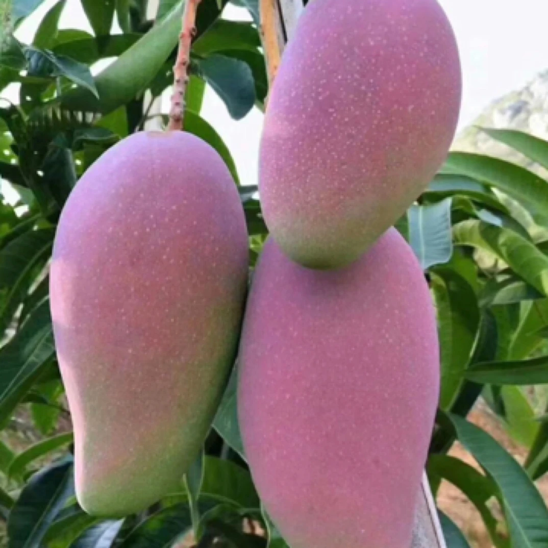 芒果树苗 果大蜜甜 生熟都可以吃 易种植好管理 带土带叶发