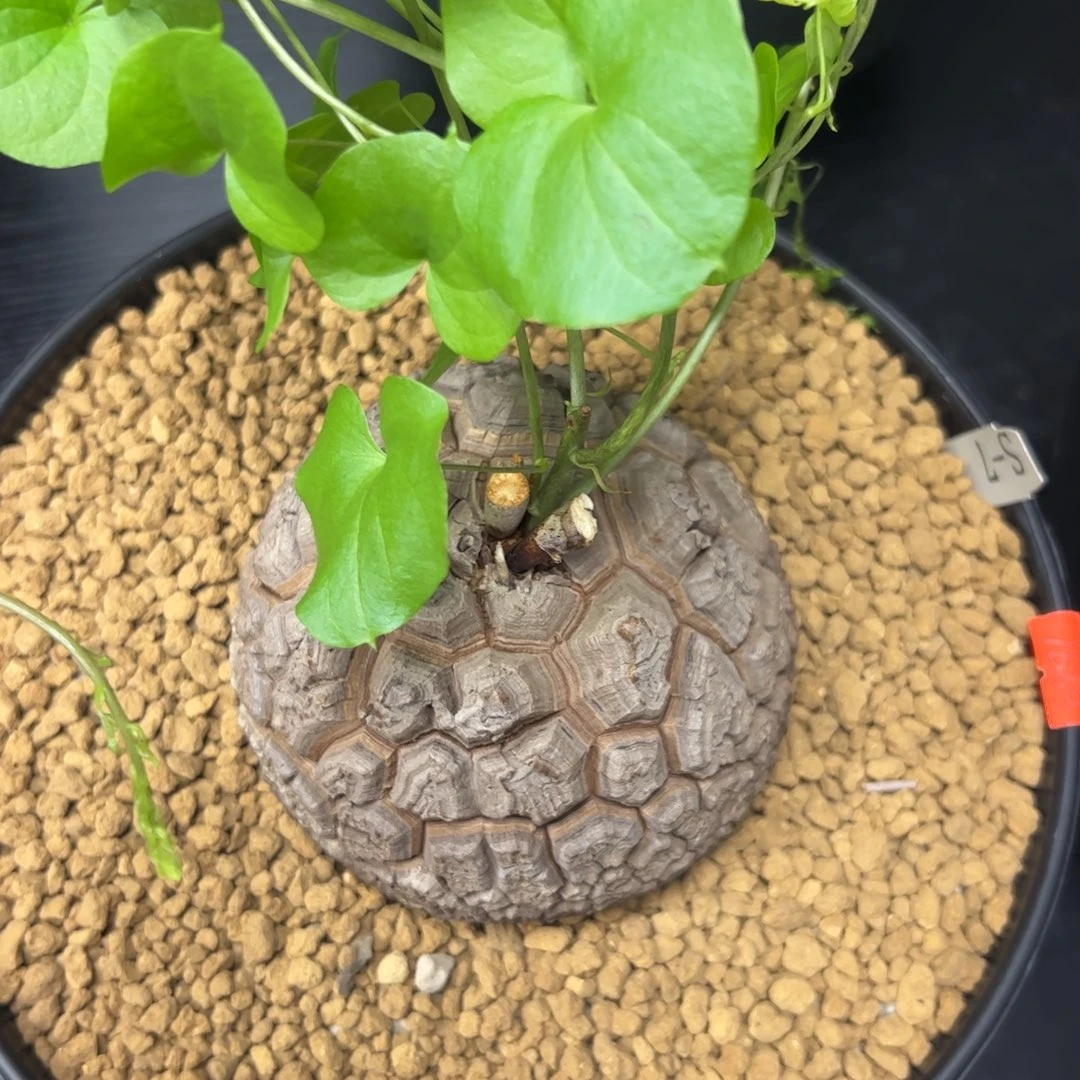 精品盆栽养定的龟甲龙7号