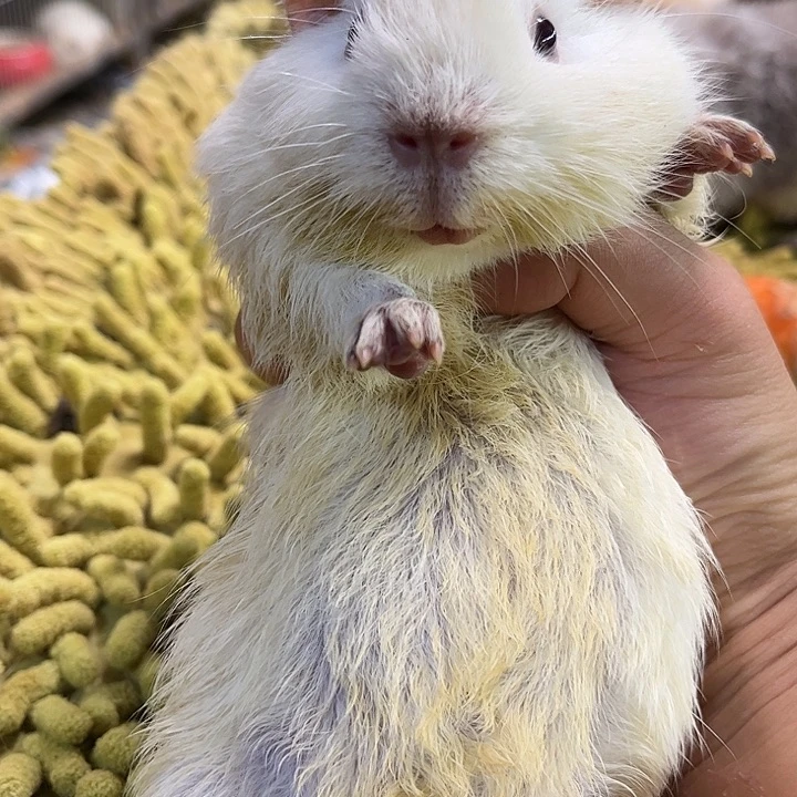 豚鼠荷兰猪豚鼠弟弟