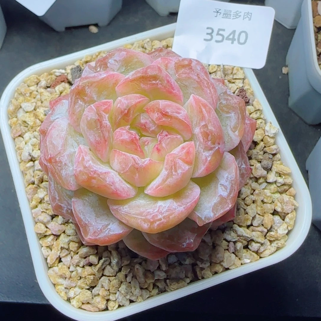 霜花珍妮石化，3540多肉植物