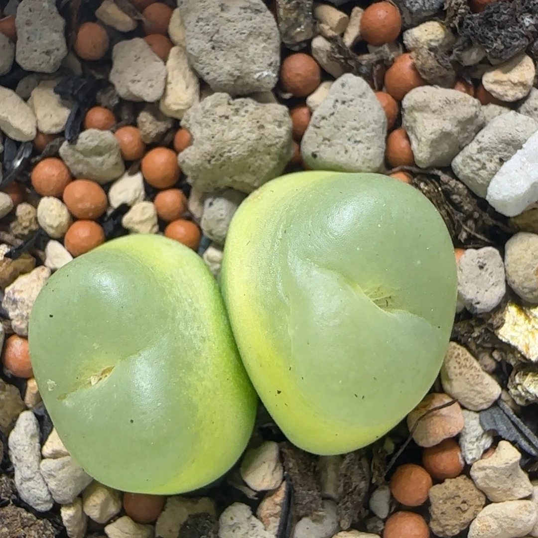 双头拉登1.6/1.7多肉748