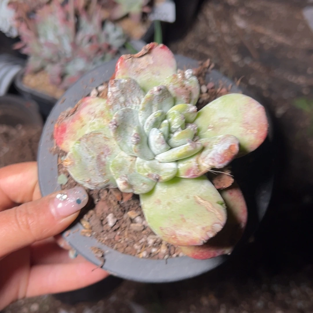 2447哈哈哈哈哈哈哈