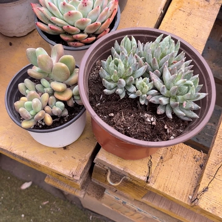 L****u多肉植物的生长发育与生长