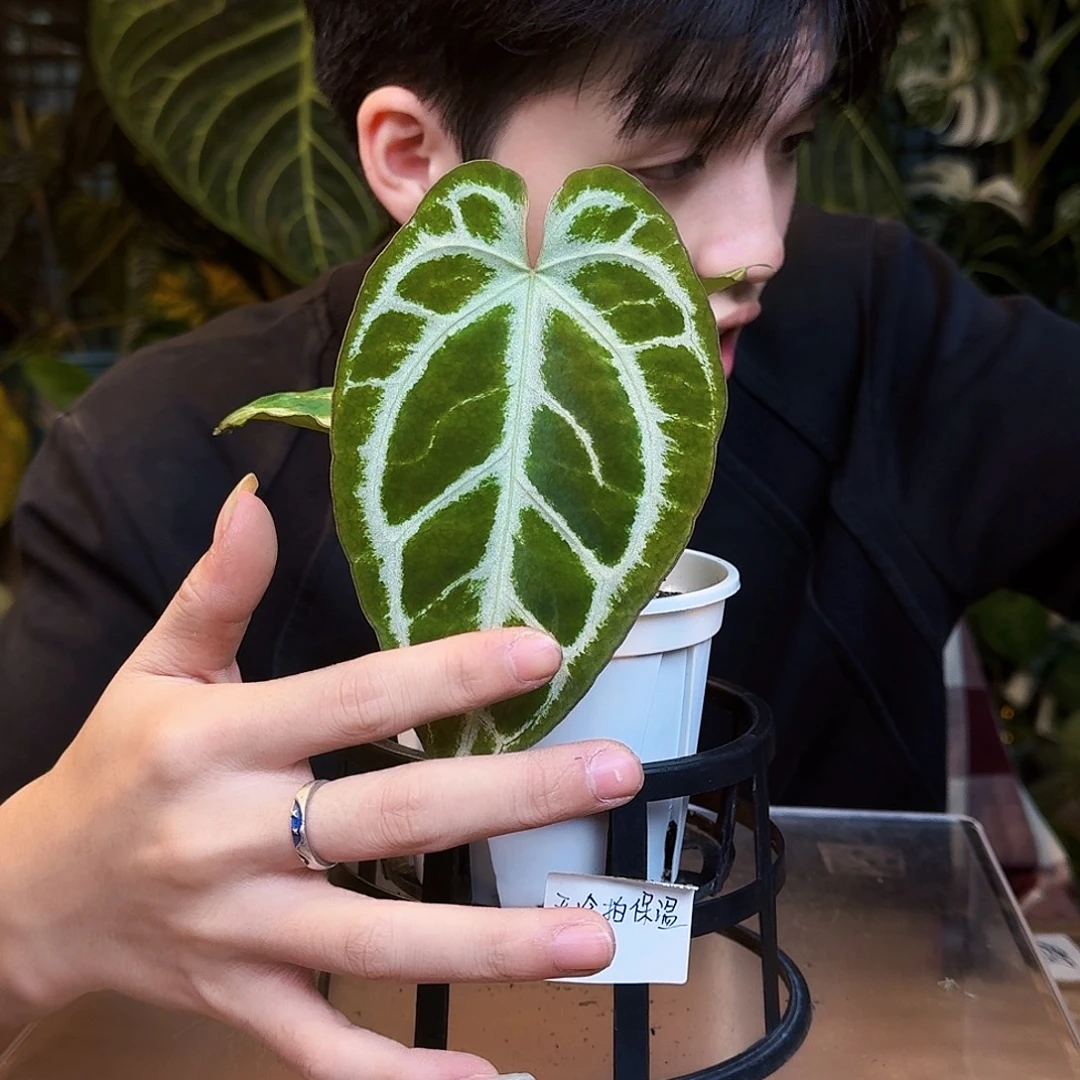 完全开放V91银色闪光杂希望花烛