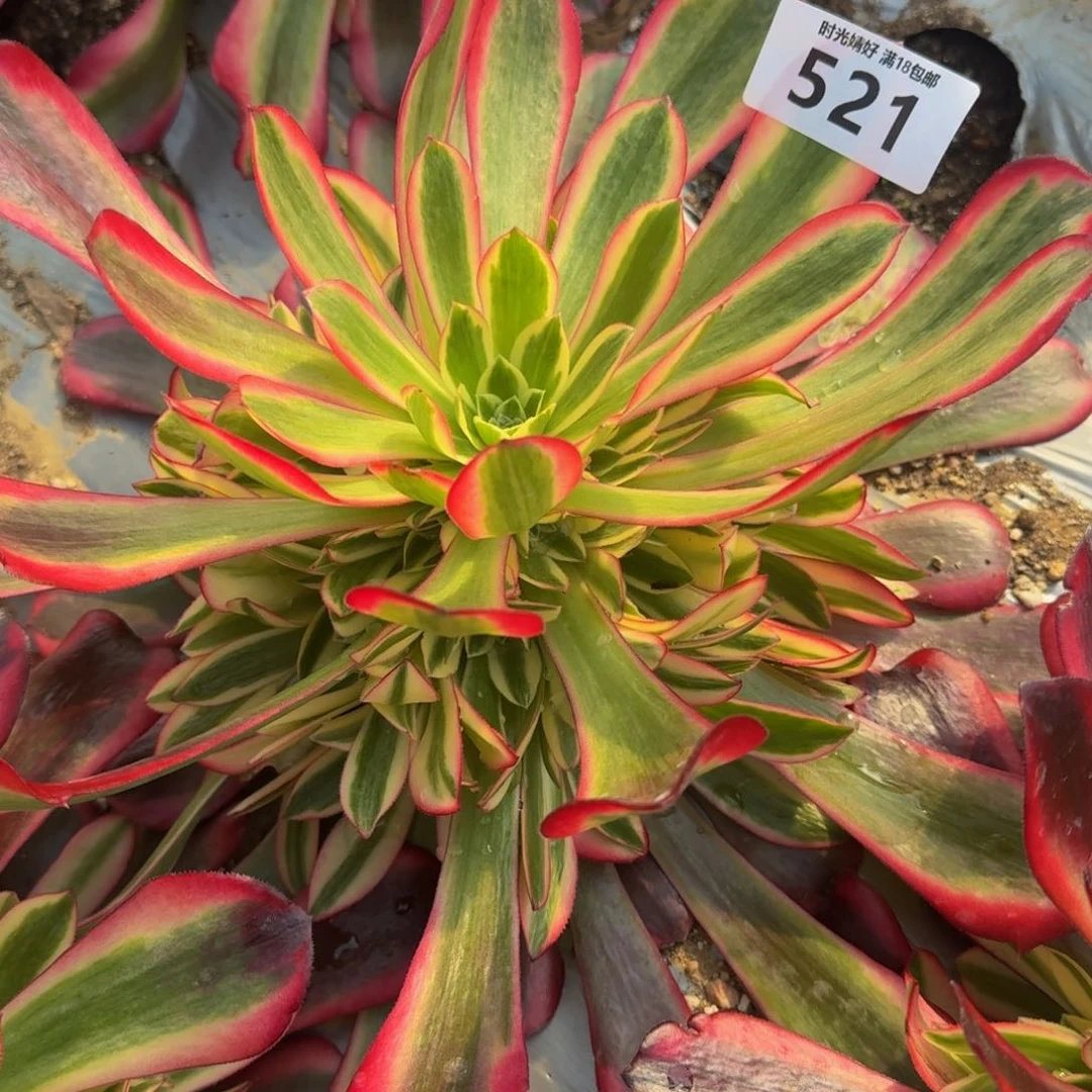 521美杜莎 多肉植物