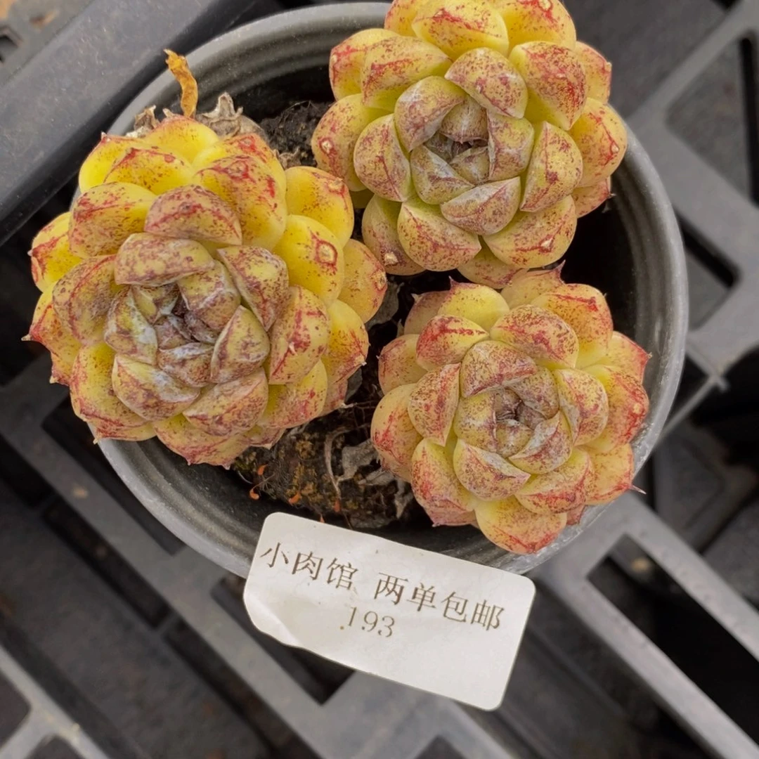 193-精品黄水晶一个