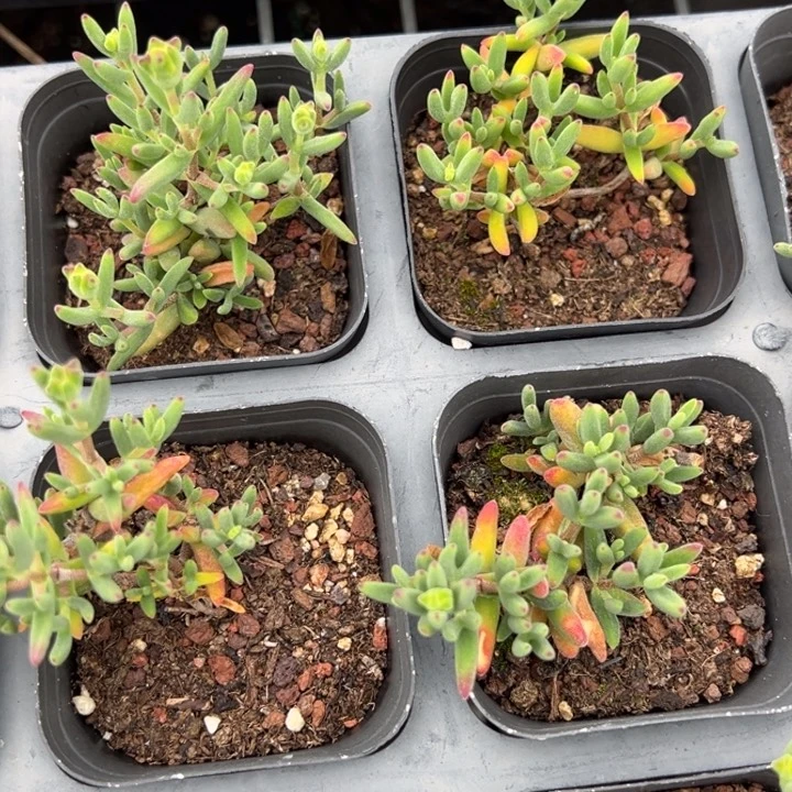 香蕉枝干一颗量拍多肉满20包邮初7发