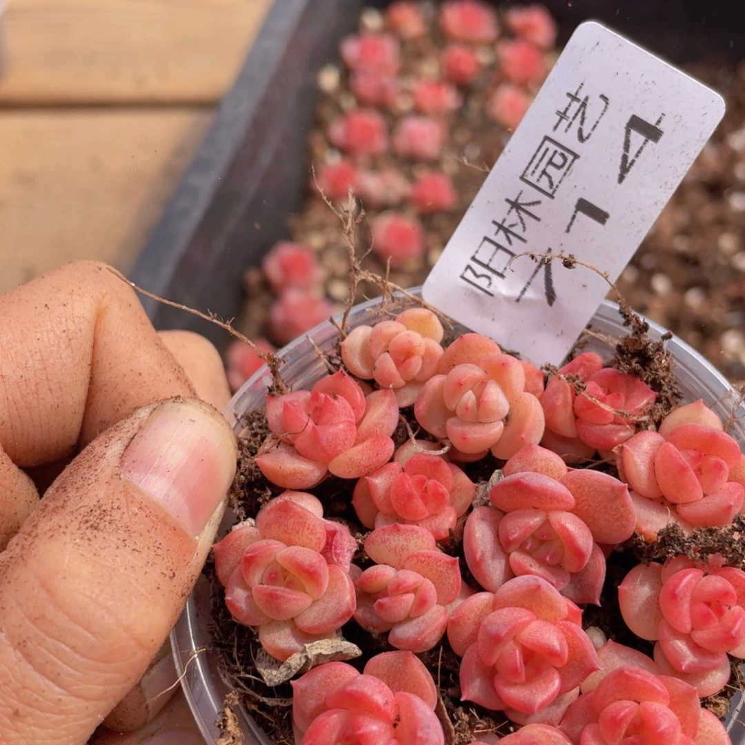 多肉植物多肉植物714