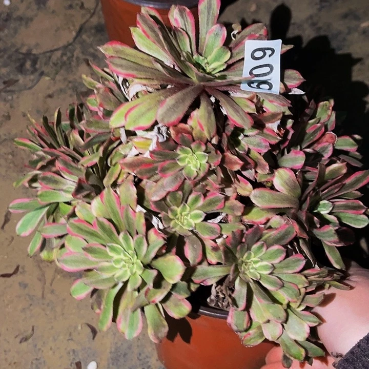 609粉黛多肉植物处理不售后