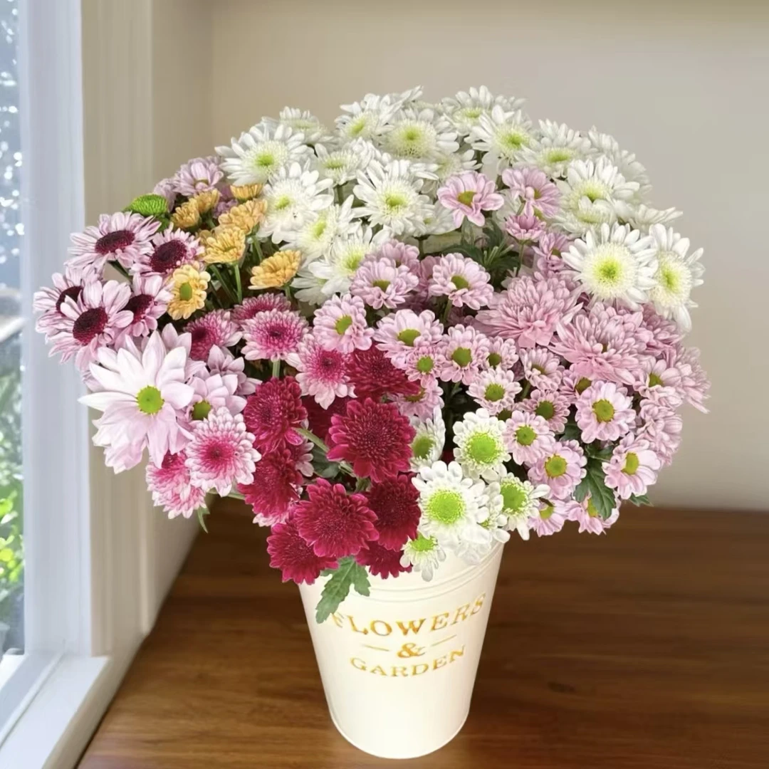混色小雏菊鲜切花 清新百搭好养护花期超长待机 云南鲜花基地直发