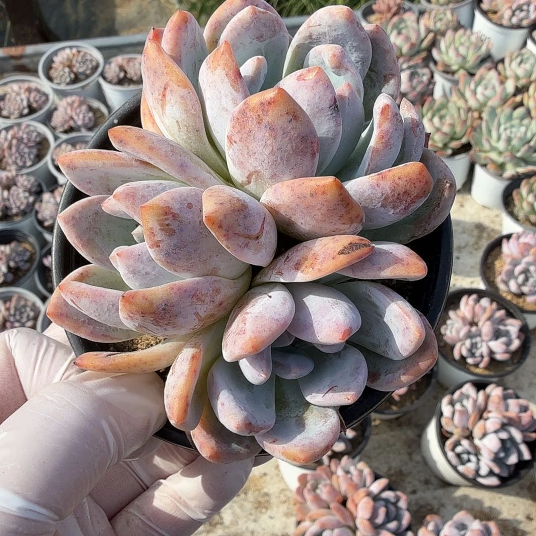 687十一公分无砍芙蓉雪莲满20包邮