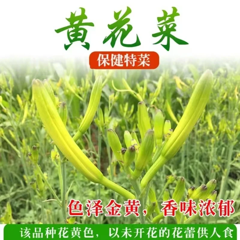 正宗食用金针黄花菜种苗花苗菜苗四季种植食用黄花菜基地直销