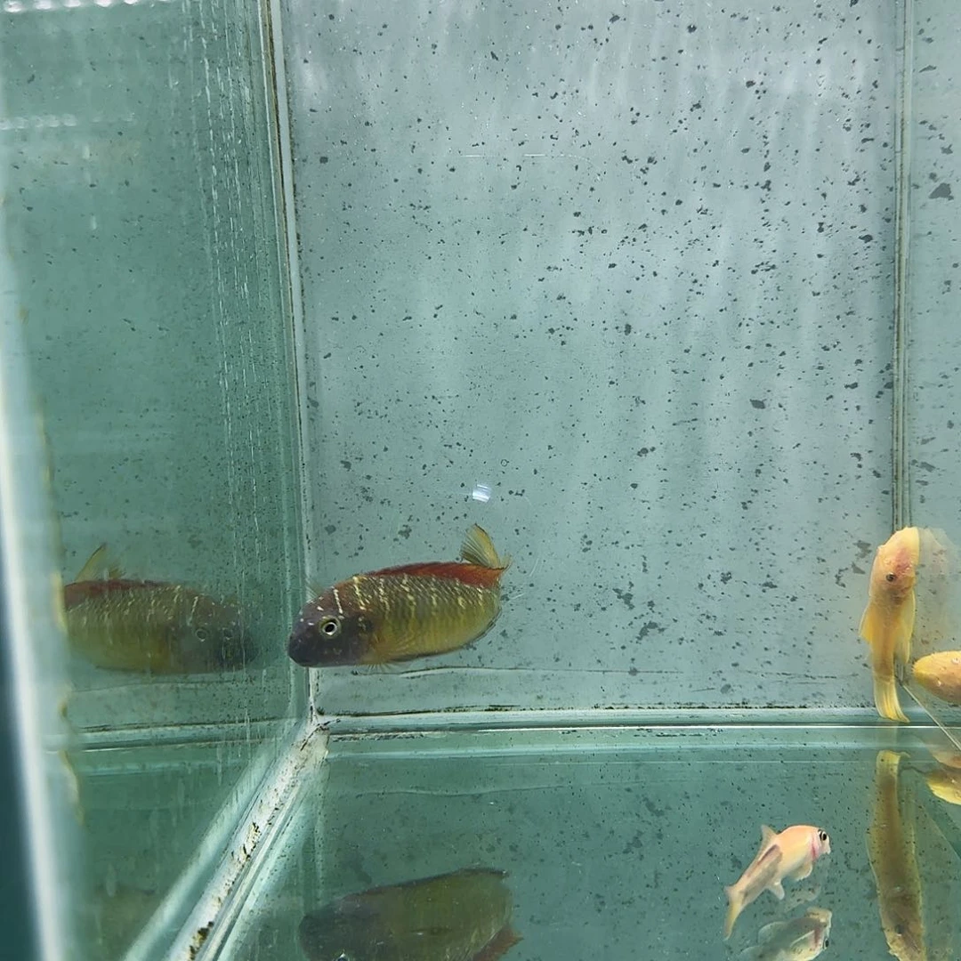 海水1066号野生红彩虹