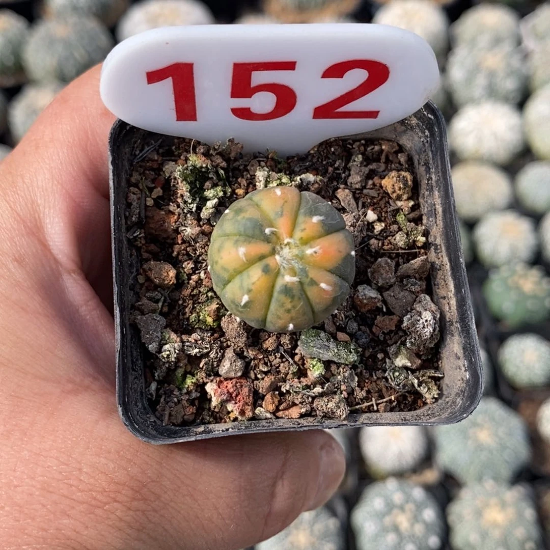 152特价特价来了哦
