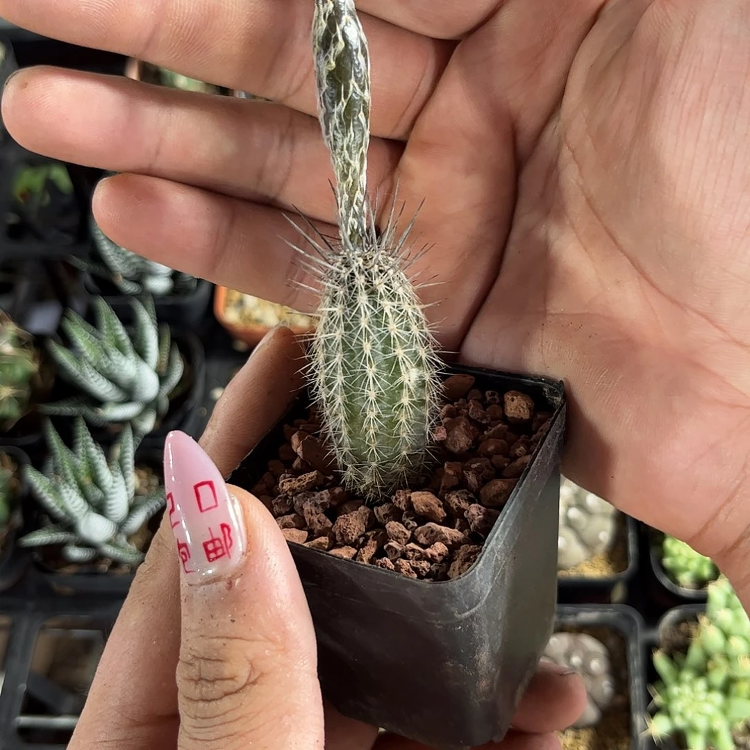 奇想丸单头发货有根发货