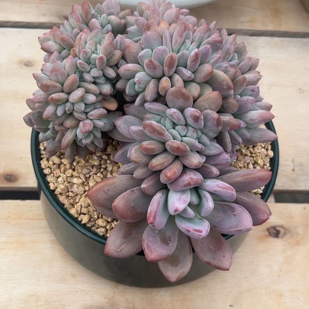 奥普缀，一物一拍